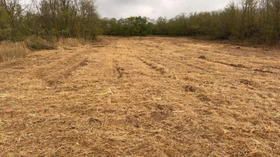 Rodung Tierheim Varna